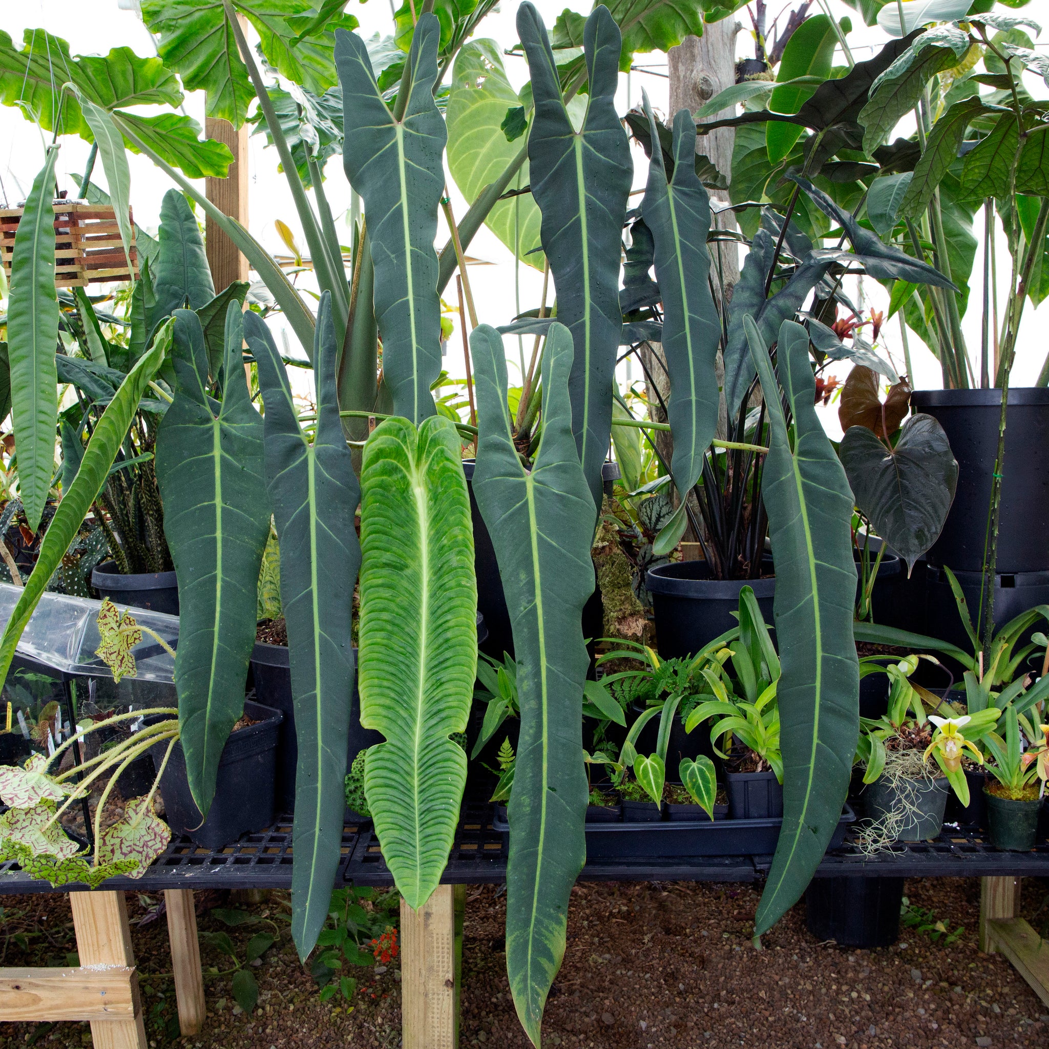 非常希少Philodendron “Spiritus sancti” フィロデンドロン スピリタス