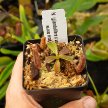 Nepenthes bundle! (3 small plants)