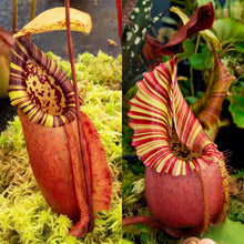 Load image into Gallery viewer, Nepenthes (Viking x northiana) x veitchii 'Candy Dreams' - Redleaf Exotics
