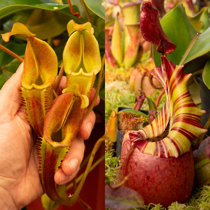 Nepenthes  [(Rokko 'Exotica' x boschiana) x veitchii] x {[(lowii x veitchii) x boschiana] x (maxima x mira)} x veitchii 'Candy Dreams' - Redleaf Exotics