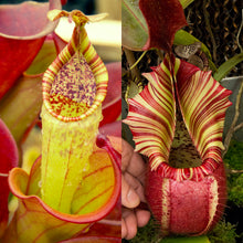 Load image into Gallery viewer, Nepenthes minima x veitchii &#39;Candy Dreams&#39; - Redleaf Exotics
