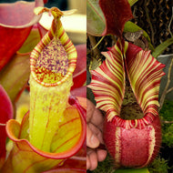Nepenthes minima x veitchii 'Candy Dreams' - Redleaf Exotics