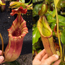 Load image into Gallery viewer, Nepenthes - Redl;eaf Exotics
