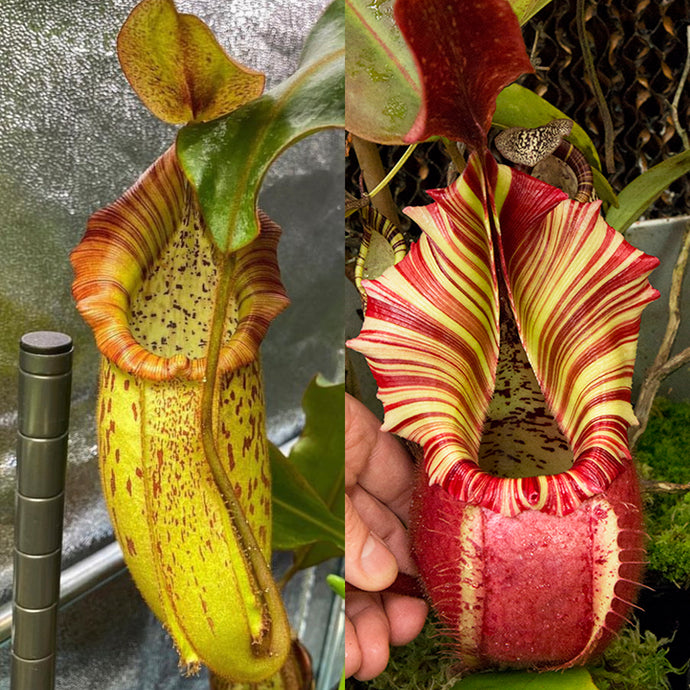 Nepenthes (spectabilis x veitchii) x veitchii 'Candy Dreams'  - Redleaf Exotics