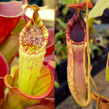 Load image into Gallery viewer, Nepenthes  minima x (lowii x merrilliana)- Redleaf Exotics
