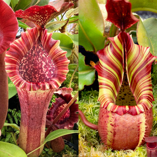 Nepenthes [(lowii x veitchii) x boschiana] x veitchii 'Candy Dreams - Redleaf Exotics