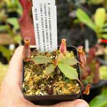 Load image into Gallery viewer, seed-grown nepenthes for beginners redleaf exotics carnivorous plants for sale
