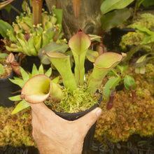 Load image into Gallery viewer, Redleaf exotics Nepenthes 9_13_10
