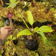 Load image into Gallery viewer, Redleaf exotics Nepenthes_1
