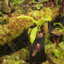 Load image into Gallery viewer, Redleaf exotics Nepenthes_2
