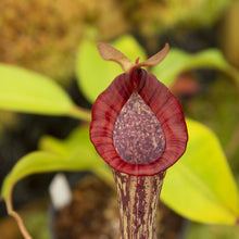 Load image into Gallery viewer, Redleaf exotics Nepenthes_4
