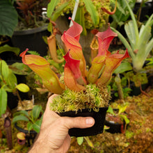 Load image into Gallery viewer, Heliamphora  ionasi - Redleaf Exotics
