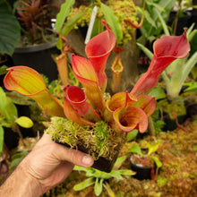 Load image into Gallery viewer, Heliamphora  ionasi - Redleaf Exotics
