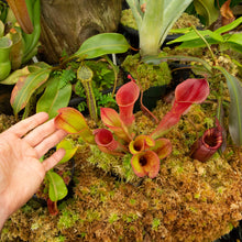 Load image into Gallery viewer, Heliamphora  ionasi - Redleaf Exotics
