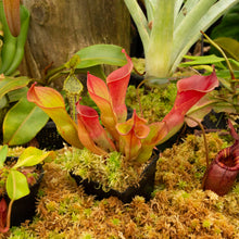 Load image into Gallery viewer, Heliamphora  ionasi - Redleaf Exotics
