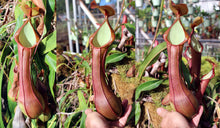 Load image into Gallery viewer, Nepenthes alata (b) - Redleaf Exotics
