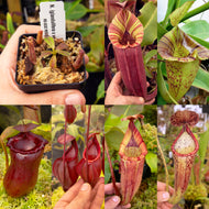 Nepenthes bundle redleaf Exotics Nepenthes for sale