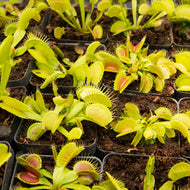 Dionaea muscipula - Venus Flytraps - Assorted Seed Grown
