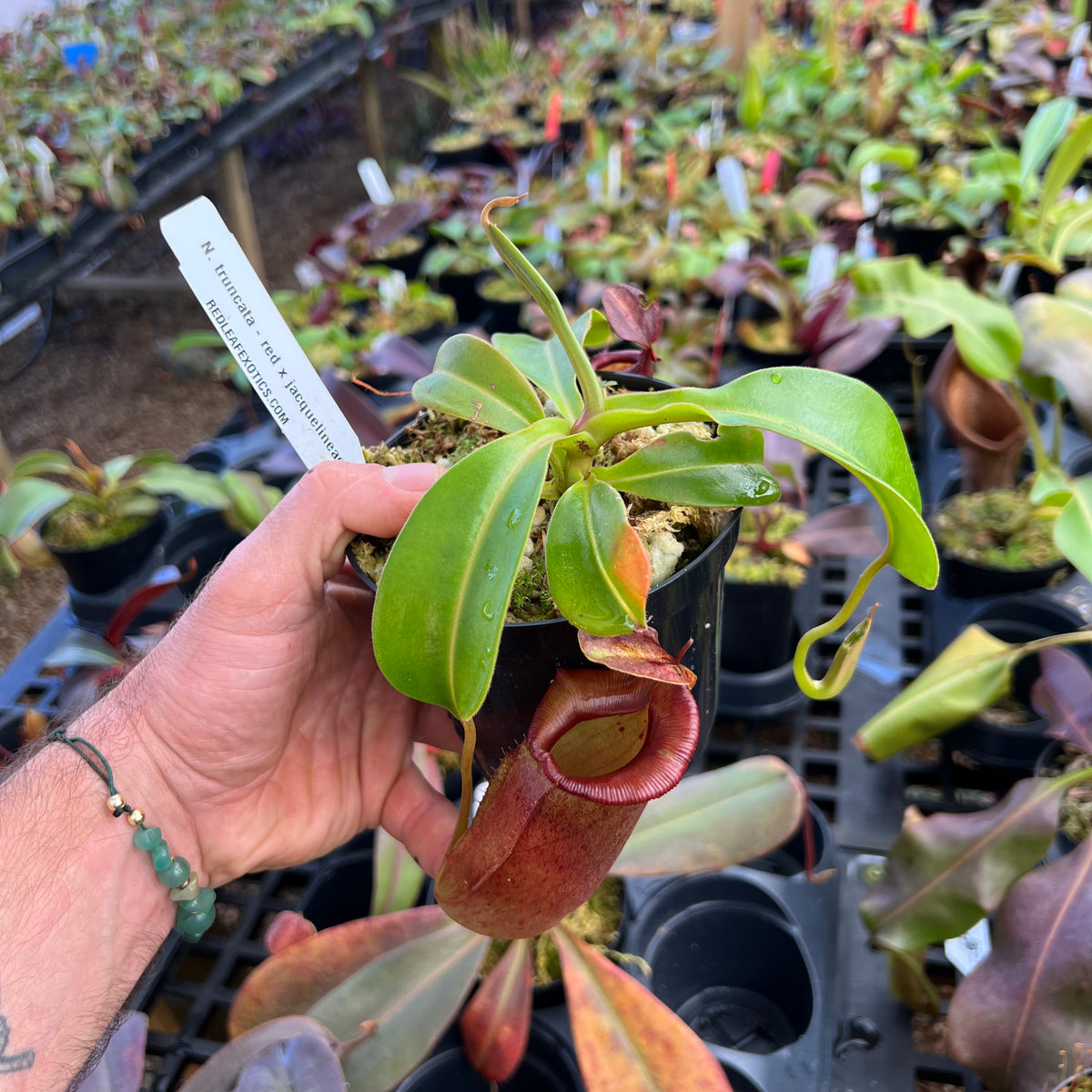 Nepenthes Truncata Red X Jacquelineae - Redleaf Exotics – RedLeaf Exotics