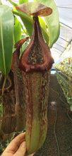 Load image into Gallery viewer, N. maxima - dark x edwardsiana Rooted cuttings
