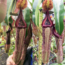 Load image into Gallery viewer, N. maxima - dark x edwardsiana Rooted cuttings
