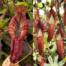 Load image into Gallery viewer, n. [(spectabilis x (northiana x veitchii)] x (spectabilis x veitchii
