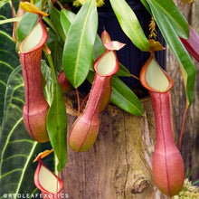 Load image into Gallery viewer, Nepenthes alata (b) - Redleaf Exotics
