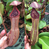 Nepenthes nebularum x clipeata - Redleaf Exotics