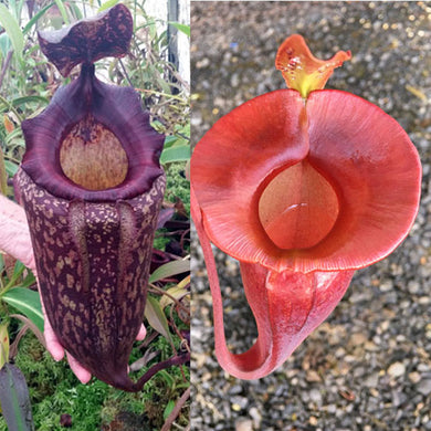Nepenthes peltata x jacquelineae  - Redleaf Exotics
