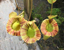 Load image into Gallery viewer, Redleaf Exotics Nepenthes platychila (a)
