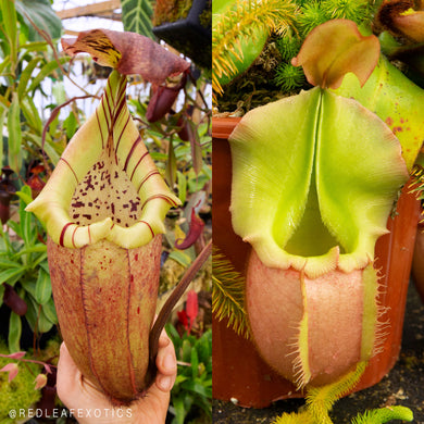Nepenthes (robcantleyi x burbidgeae) x veitchii (m)- gold/bronze - Redleaf Exotics