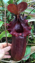 Load image into Gallery viewer, N. sibuyanensis x 'Trusmadiensis'  (a) - Rooted Cutting
