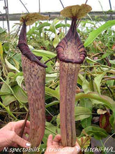 Load image into Gallery viewer, Redleaf Exotics Nepenthes  spectabilis x (truncata x veitchii)
