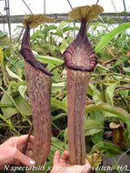 Redleaf Exotics Nepenthes  spectabilis x (truncata x veitchii)