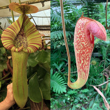 Load image into Gallery viewer, Nepenthes truncata x klossii

