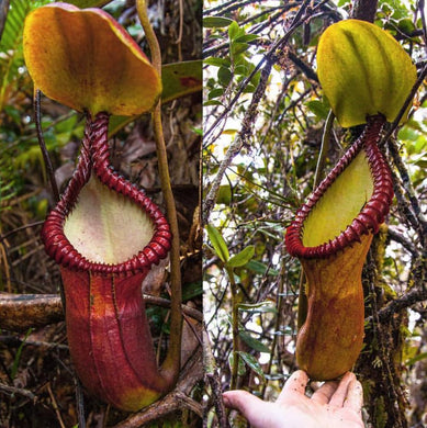 Nepenthes macrophylla